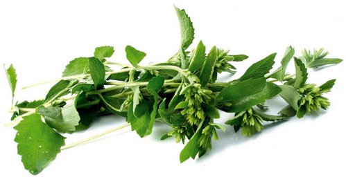 Stevia en planta con hojas