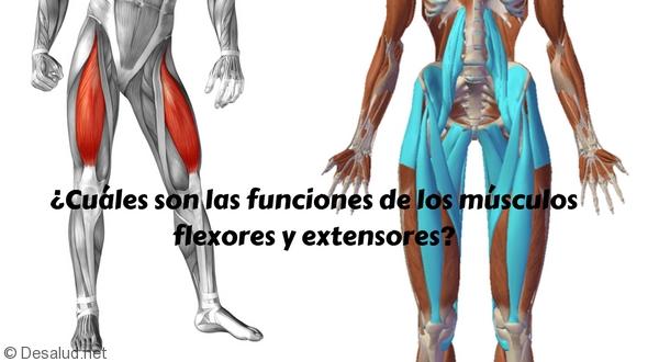 ¿Cuáles son las funciones de los músculos flexores y extensores-