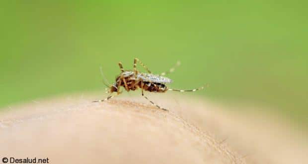 complicaciones comunes al padecer dengue que usted debe saber