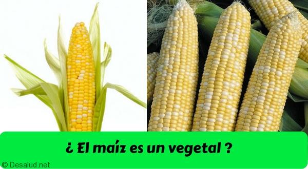 ¿ El maíz es un vegetal una fruta o grano?